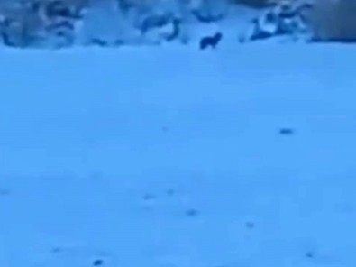 Bolu'da bir doğaseverin objektifine yansıdı. Orman yolunda kar manzarasını çekerken vahşi yaratığın önce ayak izlerini sonra kendisini gördü - Resim : 1
