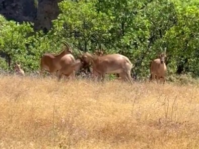 Tunceli'de doğada koruma altında olan hayvan, kendi arasında kavgaya başladı. Vatandaşlar o anları kameraya çekti - Resim : 1
