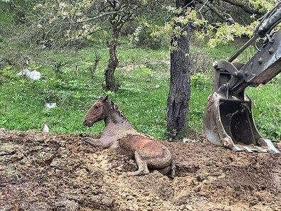 Yılkı atı gübre yığınında mahsur kaldı! - Resim : 1