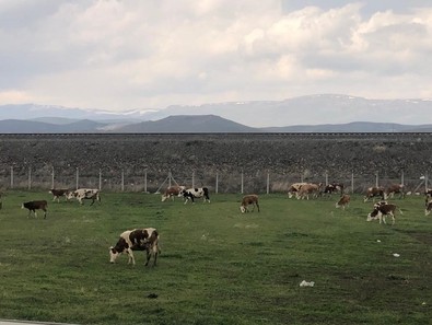Türkiye'nin en önemli hayvancılık merkezinde bayram havası yaşanıyor... Hem büyükbaşlar hem küçükbaşlar oraya koştu - Resim : 1