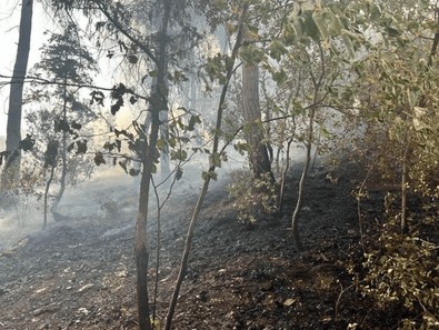 Adana'da gerçekleşen yangın yürekleri ağza getirdi - Resim : 1