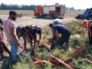 Hatay’da kuyuya düşen buzağı uzun süren uğraşlar sonucunda kurtarıldı - Resim : 1