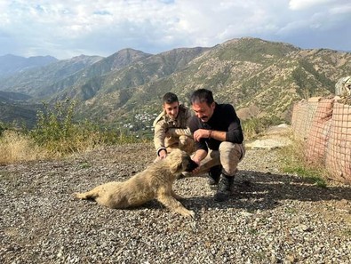 Kaymakamın ölmek üzereyken bulduğu yavru köpekler şimdi polis ve askerlerle birlikte vatan nöbetinde! - Resim : 1