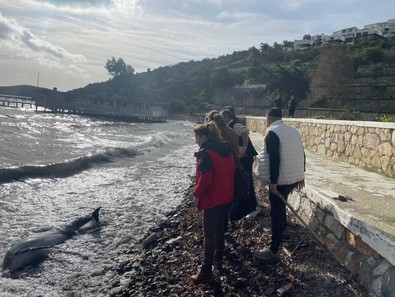 Muğla'da korkunç olay! Balıkçıların gözünden kaçmıştı, kıyıda can vermemek için çırpınıyordu. Acilen yanına koştular ama kötü bir şey oldu - Resim : 1