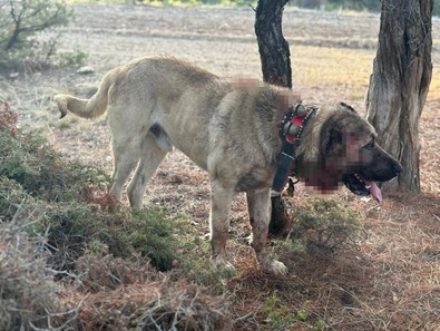 Burdur'da köpek dövüştürdüğü tespit edilen 22 şüpheli operasyonla suçüstü yakalandı! - Resim : 2