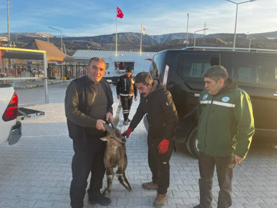 Erzincan'da görevlerinden dönen ekipler, yaralı haldeki nadir canlıya rastladı. Hemen yetkililere bildirdiler - Resim : 1