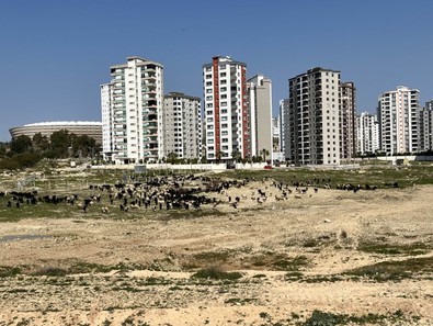 Adana'da hayvanların otladığı yeri görenler gözlerine inanamadı. Her gün yüzlercesi gelip orada otluyor - Resim : 1