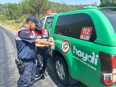 Aydın'da denetime çıkan jandarma ekipleri, aşırı sıcak nedeniyle bitkin düşen canlıyı buldu. Onların dikkati, bir hayat daha kurtardı - Resim : 1