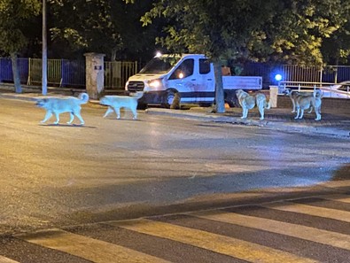 Eskişehir'de mahallede başıboş gezen sokak hayvanları bölgede endişeye neden oluyor. Hayvanlara düşman olmadıklarını söyleyen sakinler çözüm bekliyor - Resim : 1