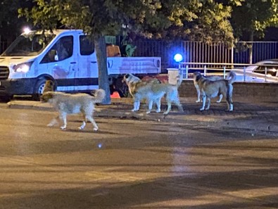 Eskişehir'de mahallede başıboş gezen sokak hayvanları bölgede endişeye neden oluyor. Hayvanlara düşman olmadıklarını söyleyen sakinler çözüm bekliyor - Resim : 2