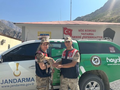 Hakkari'de yaralı halde bulunan nadir canlı yavrusu jandarma ekipleri tarafından kurtarıldı. Acil tedavisi için yetkililere teslim edildi - Resim : 1