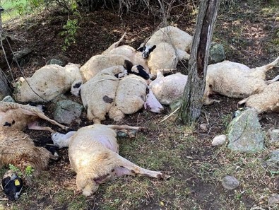 Çankırı'da feci olay! Üzerine yıldırım düşen 14 koyun telef oldu! - Resim : 1