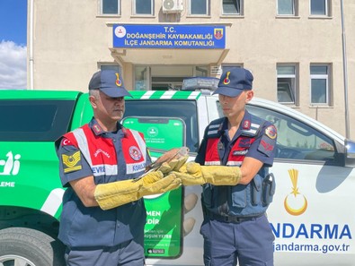 Malatya'da jandarma ekiplerinin bulduğu yaralı atmaca tedavi edilmek üzere veterinere teslim edildi - Resim : 1