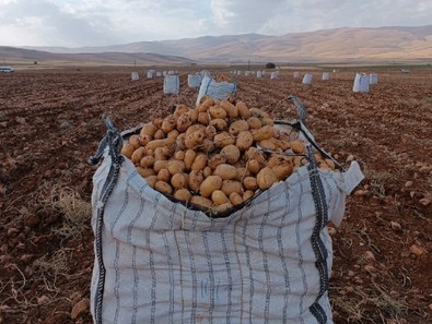Malatya'da 300 rakımlı mahallede patates hasadı başladı - Resim : 1