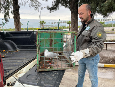Hatay'da yaralı halde bulundu. Acil tedavi altına alındı - Resim : 1