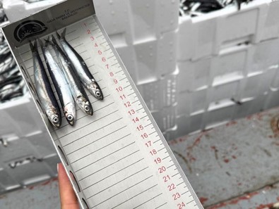 Kırklareli'nde denetim sürüyor! Tarım ve Orman Müdürlüğü ekipleri, balıkçıları teknelerini tek tek gezdi - Resim : 1