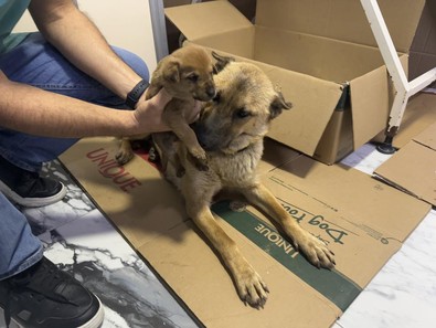 Beylikdüzü'nde yürek ısıtan görüntü: Donmak üzere olan yavrusunu veterinere getirdi! - Resim : 1