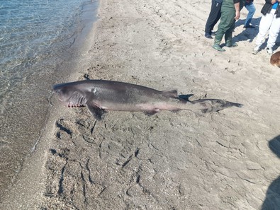 Tekirdağ'da sahile vurdu. Tam 2,5 metre uzunluğunda. Gören vatandaşlar yanına yaklaşmaya çekindi - Resim : 1