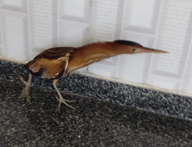 Erzurum'da vatandaşlar yaralı halde buldu. Tedavi edilmek üzere acilen yetkililere teslim edildi - Resim : 2