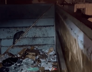 Çöp konteynerinden gelen sesleri duyunca hemen yetkilileri aradı. Korku dolu gözlerle baktıkları konteynerden dört ayaklı bir haydut çıktı - Resim : 1