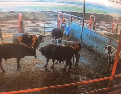 Kırşehir'de hayvanlarını diğer ahıra almak isteyen besici, bir anda aldığı darbeyle sarsıldı. Besicinin zor anları saniye saniye güvenlik kamerasına yansıdı - Resim : 1