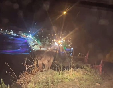Sinop'ta şehre inen ayı, objektiflere poz verdi - Resim : 1