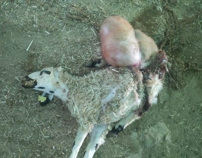 Tunceli'de korkunç olay! 26 koyun telef oldu. 1'inin midesini çıkardı - Resim : 1