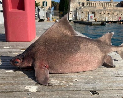 Akdeniz'de ağlara 'domuz gibi homurdanan' yassı kafalı köpekbalığı takıldı - Resim : 1