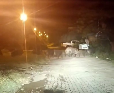 Süper istilacı bu sefer aç kaldığı için ortaya çıktı. Gece karanlığında harra hurra doğru gelmeye başladılar - Resim : 1
