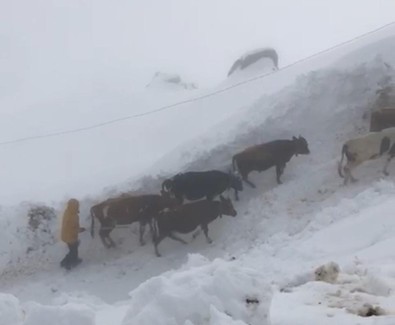 Rize'de yoğun kar yağışı! Yaylacılar kar nedeni ile mahsur kaldı - Resim : 1
