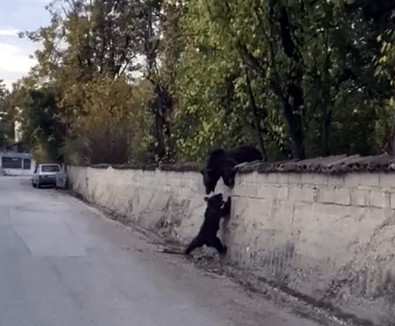 Karabük'te kış uykusundan önce son kez ortaya çıktılar. O canlı bu kez tek değildi. Yanına yavrusunu da aldı - Resim : 1