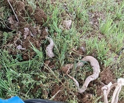 Elazığ'da tarlada çapa yapan çiftçi, makineye bir şey takıldığını fark etti. Acilen makineyi durdurup baktı. Toprağın altından çıkan canlı parçalara ayrılmıştı - Resim : 1