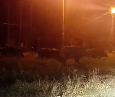 Süper istilacı bu sefer aç kaldığı için ortaya çıktı. Gece karanlığında harra hurra doğru gelmeye başladılar - Resim : 2