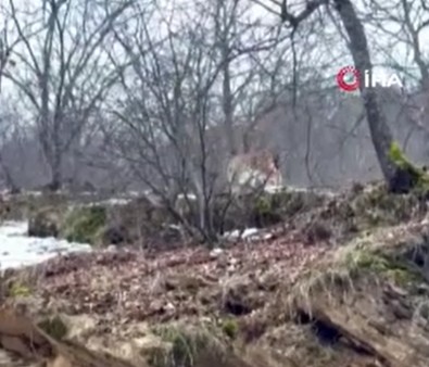 Tunceli'de Türkiye'den tek tek yok olan ve kırmızı listede yer alan bir canlı görüntülendi. Vatandaşlar hemen kameraya aldı - Resim : 1