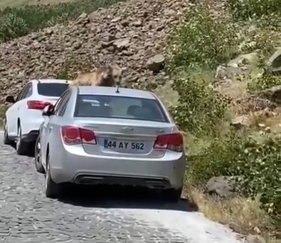 Bitlis’ten gelen Türkiye için hiç hayra alamet değil... O hayvan sonunda bunu da yapmaya başladı. Özellikle Kastamonu, Bartın, Giresun dikkat - Resim : 1