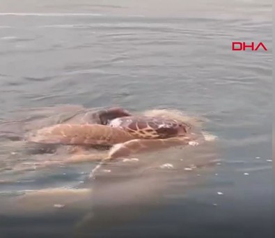 Muğla'da nesli tükenmekte olan hayvanı çiftleşirken görüntülemişti. Uzmanından çok önemli uyarı geldi. "Kritik bir süreç" - Resim : 1