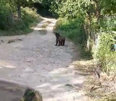 Kapılarının önlerine gelen canlıdan kurtulmak için dakikalarca dil döktüler... Panik içinde hayvanı göndermeye çalışırken o hiç aldırmadı - Resim : 1