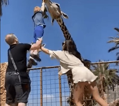Ailesiyle birlikte hayvanat bahçesine giden çocuk, zürafa beslemek isteyince metrelerce havalandı. Bundan sonra bir kediyi bile beslerken iki kere düşünecek - Resim : 1