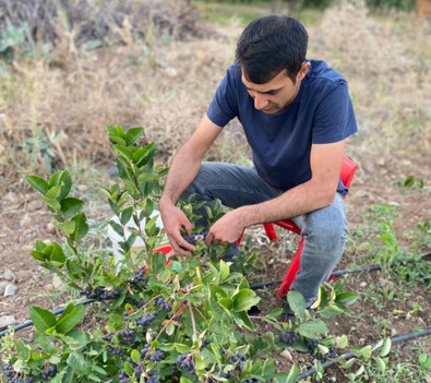 Dünya genelinde süper meyve olarak bilinen meyve, Erzincan'da büyüdü, meyve verdi. 3 yıl önce dikilmişti, hasat zamanı geldi, çattı - Resim : 1