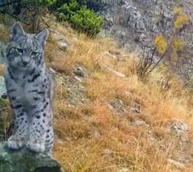 Doğayı koruyan yetkililer paylaştı. Fotokopana takıldı. Gerçekten Türkiye için muhteşem - Resim : 1