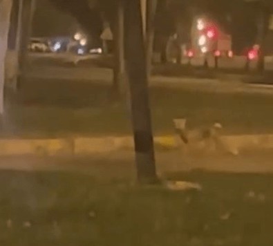 Akşam saatlerinde yolunu şaşırıp şehir merkezine kadar indi... Karanlık içinde onu gören vatandaşlar hemen bir pozunu çekti - Resim : 1