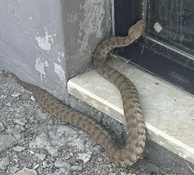 Elazığ'dan Tunceli'ye doğru gidiyordu, o yaratık karşısına çıktı. Türkiye'deki 15 taneden biri. 2 metre boyu var, yer altından fışkırmaya başladı - Resim : 1