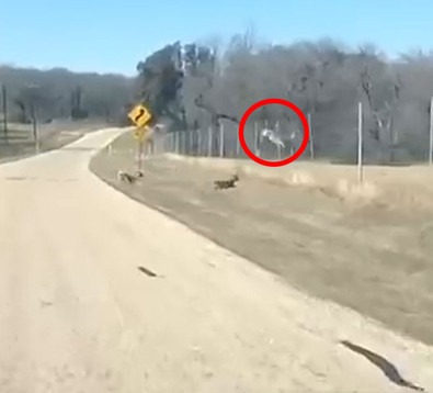 Hayatları mücadele içinde geçen canlı, bu defa kendisinin en büyük düşmanı oldu. Kaçarken yanlış bir hareket yaptı. Bedeli ağır oldu - Resim : 1