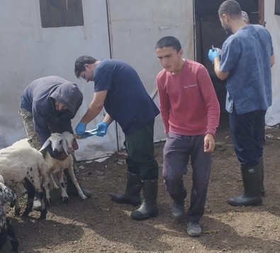 Elazığ'da tüm besicilerin kapısını çaldılar. Aşılama ve küpeleme çalışmaları sürüyor - Resim : 1