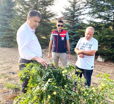 Afyonkarahisar’da şifa deposu meyvenin hasadı önümüzdeki günlerde başlayacak - Resim : 1