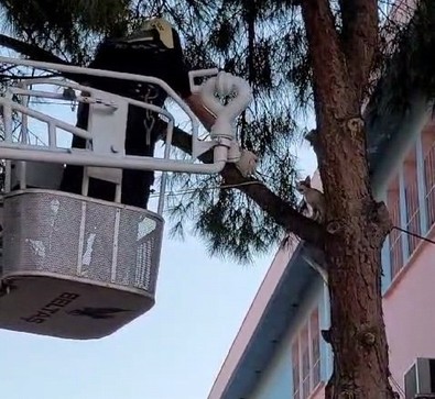 Manisa'da ilkokul bahçesinde tırmandığı ağaçtan inemedi. İmdadına itfaiye ekipleri yetişti - Resim : 1