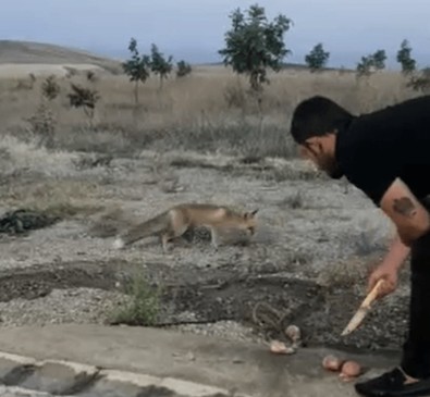 Bitlis’te piknik yapanlar davetsiz bir misafir ile karşılaştı... Yanlarına kadar geldi, ruhları duymadı. Görünce yerlerinden zıpladılar - Resim : 1
