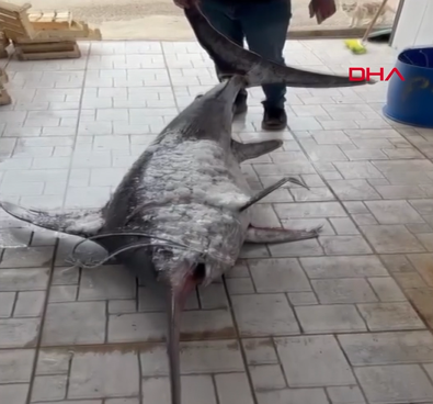 Adana'da balıkçı avladığı balığı görünce bayramdan önce bayram etti! 3 metre 150 kilo! 30 bin TL'ye sattı - Resim : 1