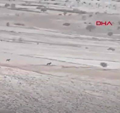 Tokat'ta yayladan dönen vatandaşlar, dümdüz arazide koşuşturan vahşi bir sürü gördü. Yaklaşamadıkları için metrelerce öteden kayda aldılar - Resim : 1