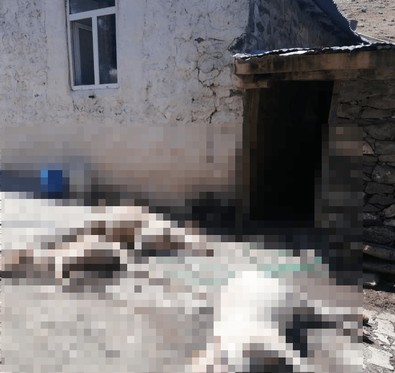 Ahır saniyeler içerisinde alev alev yanmaya başladı…3 inek acı içerisinde telef oldu - Resim : 1